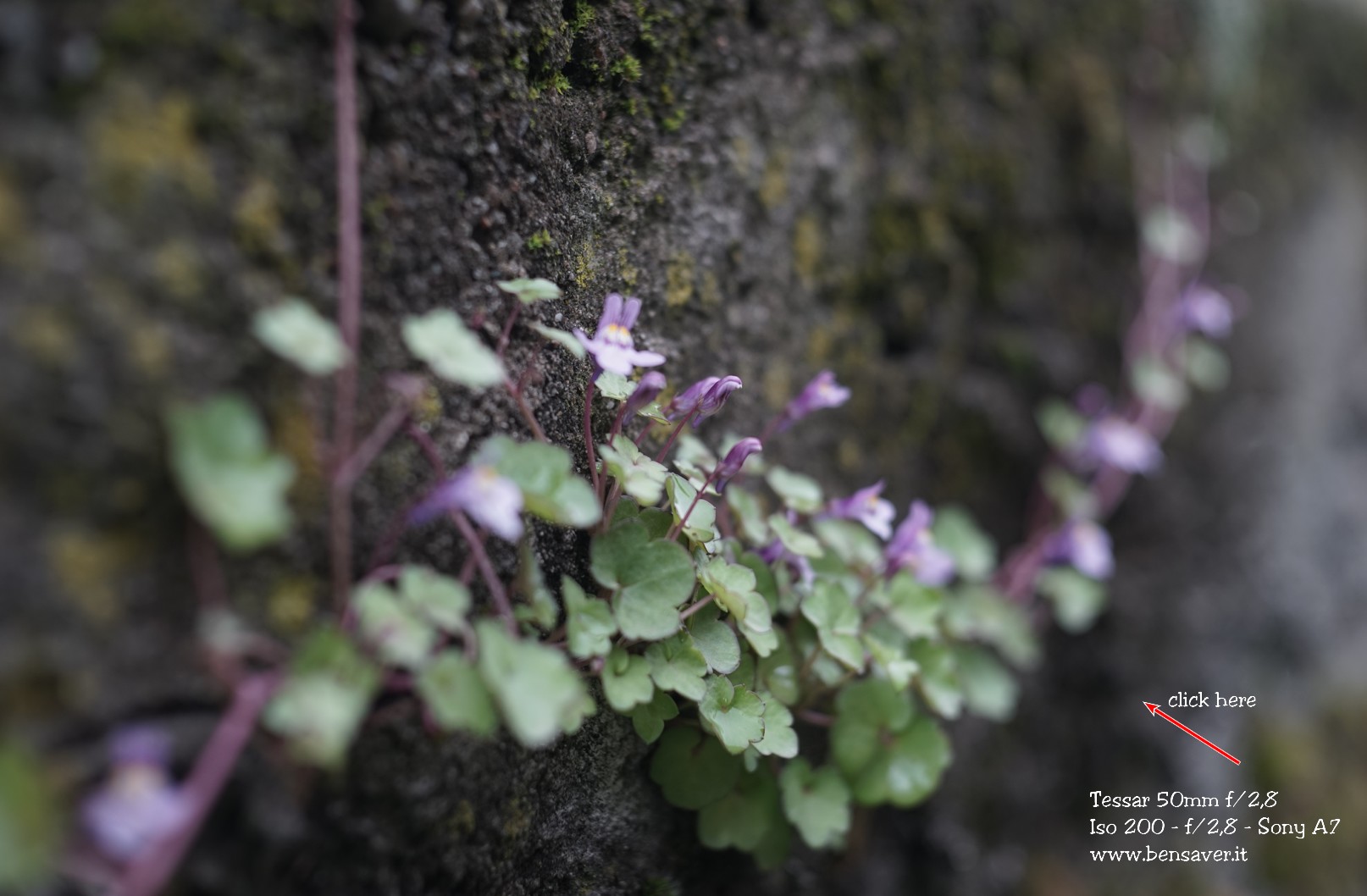 Tessar 50mm f/2,8